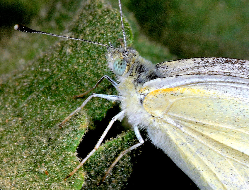 Cacyreus marshalli